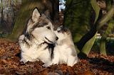 ALASKAN MALAMUTE 558